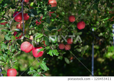 Ripe red Shinshu apples 120453411