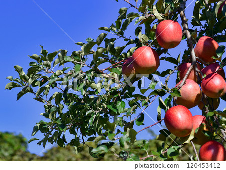 Ripe red Shinshu apples Ripe red Shinshu apples 120453412