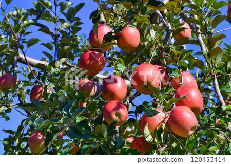 Ripe red Shinshu apples Ripe red Shinshu apples 120453414