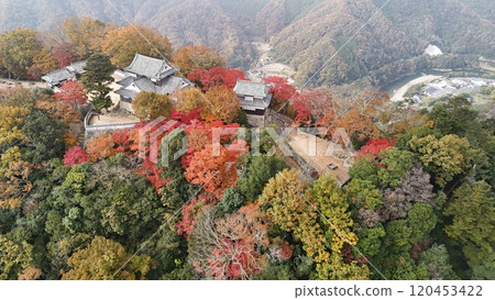Aerial photography of a mountain castle in the sky with autumn leaves [Bicchu Matsuyama Castle] by drone_TKBM_No47 120453422