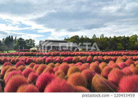 Kochia at Michinoku Lakeside National Park Kochia at Michinoku Lakeside National Park 120453459