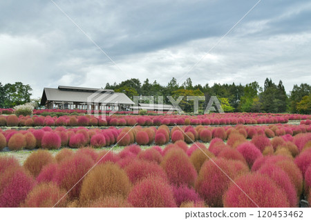 Kochia at Michinoku Lakeside National Park 120453462