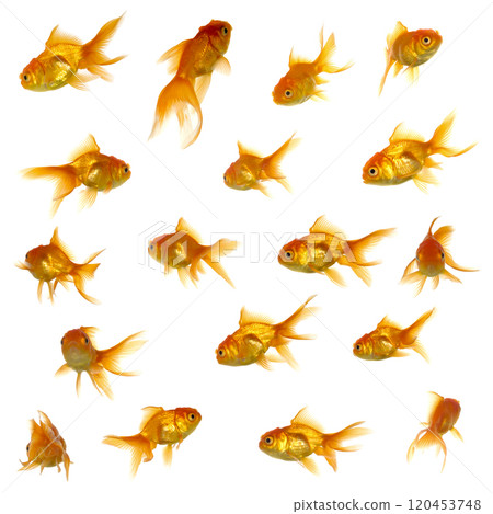 Gold fish collection Gold fish collection 120453748