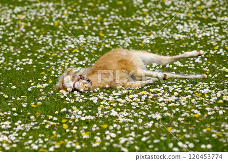 Horse foal resting on flower field 120453774