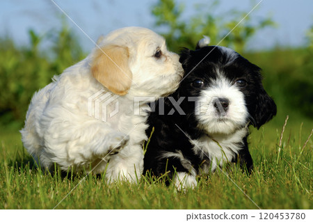 Black and white puppy dogs Black and white puppy dogs 120453780