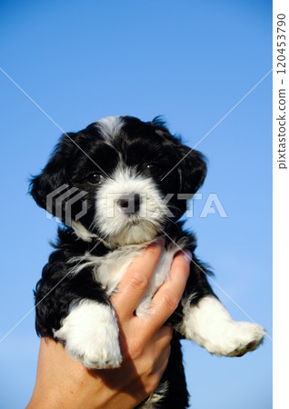 Small puppy in hand Small puppy in hand 120453790