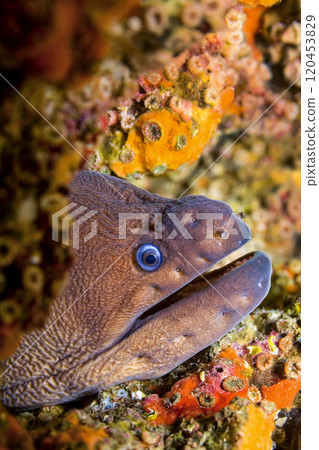 Moray Eel, Cabo Cope-Puntas del Calnegre Natural Park, Spain 120453829