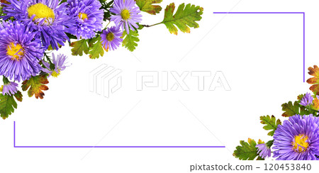 Purple flowers (aster and chrysanthemum) with seasonal leaves in a corner autumn arrangements with frame isolated on white 120453840