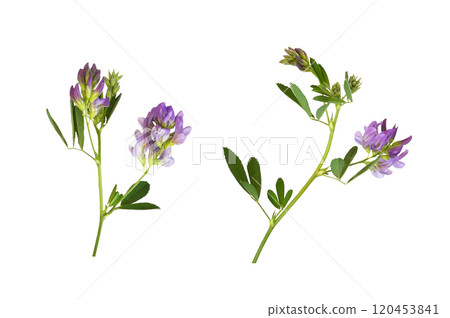 Set of Purple flowers and green leaves of lucerne (Medicago) isolated 120453841