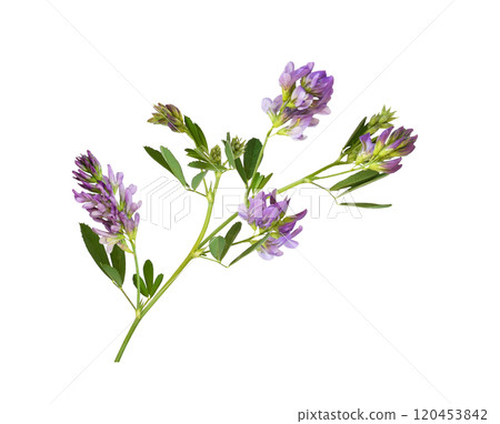 Purple flowers and green leaves of lucerne (Medicago) isolated Purple flowers and green leaves of lucerne (Medicago) isolated 120453842