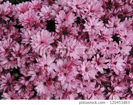 bouquet pink garden chrysanthemums floral texture full frame, lilac decorative multi-petal flowers, simple single-color floral bouquet close-up 120453863