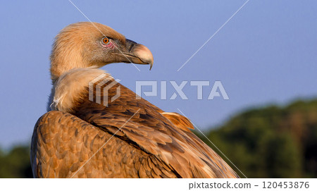 Eurasian Griffon Vulture 120453876
