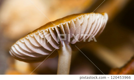 Wild Mushroom, Sierra de Guadarrama National Park, Spain 120453966