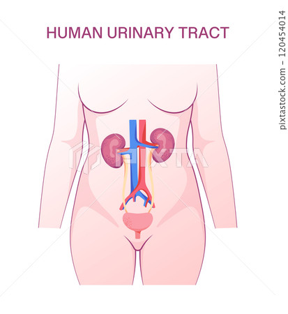 Human Urinary Tract Diagram: Detailed Medical Illustration of Kidney, Bladder, and Ureter Anatomy for Educational and Scientific Purposes Human Urinary Tract Diagram: Detailed Medical Illustration of Kidney, Bladder, and Ureter Anatomy for Educational and Scientific Purposes 120454014