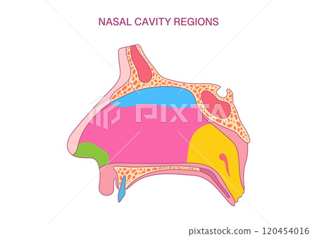 Nasal Cavity Regions Diagram: Detailed Anatomy Illustration for Medical and Educational Purposes 120454016