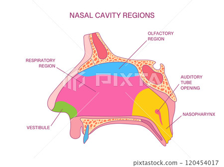 Labeled Nasal Cavity Regions Diagram: Olfactory, Respiratory, Nasopharynx, and Vestibule Anatomy for Medical and Educational Applications 120454017