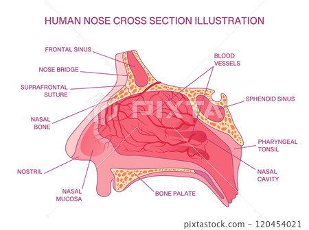 Labeled Human Nose Cross-Section Diagram, Nasal Cavity, Blood Vessels, Sinuses, and Bone Structure for Medical Education 120454021