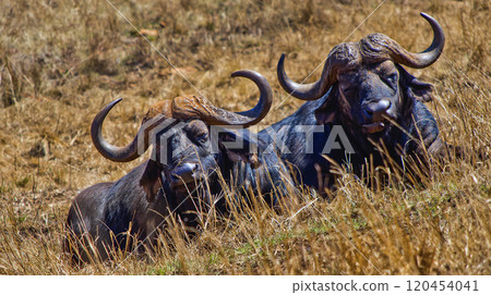 Buffalo, South Africa Buffalo, South Africa 120454041