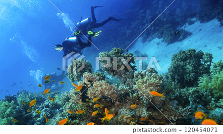 Underwater Landscape, Red Sea Underwater Landscape, Red Sea 120454071