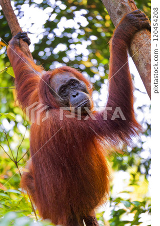 Orangutan, Tanjung Puting National Park, Indonesia Orangutan, Tanjung Puting National Park, Indonesia 120454208