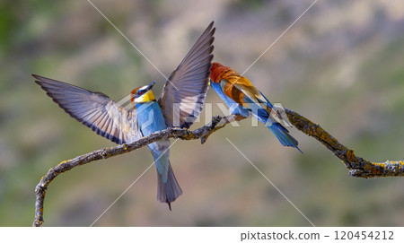 Bee-eater 120454212