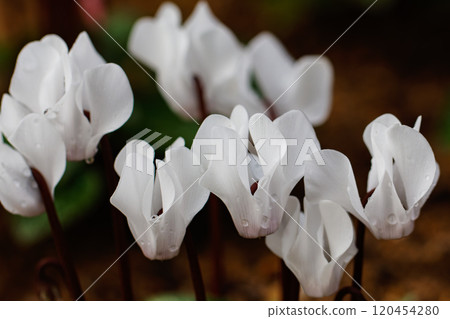 Cotton-colored cyclamen 120454280