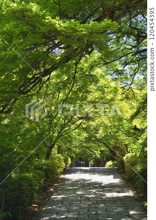 Roadside fresh green 120454395
