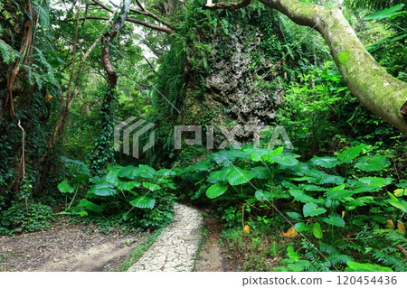 [Okinawa Prefecture] Stone-paved approach to Sefa Utaki 120454436