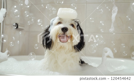 Cute Dog in Bathtub with Bubbles and Soap on Head, Smiling in Funny Style, High-Definition Photography 120454642