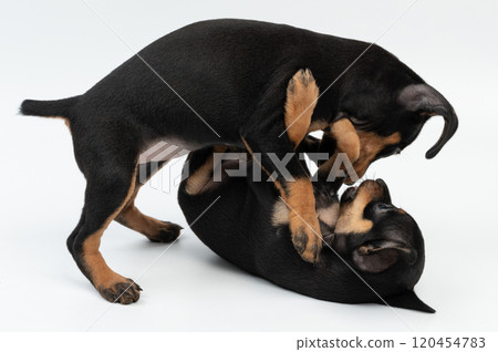 Doberman pinscher puppies fight Doberman pinscher puppies fight 120454783