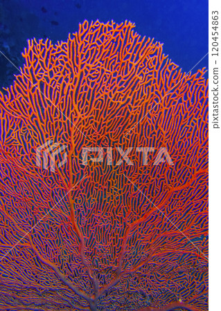 Gorgonian, Maldives Gorgonian, Maldives 120454863