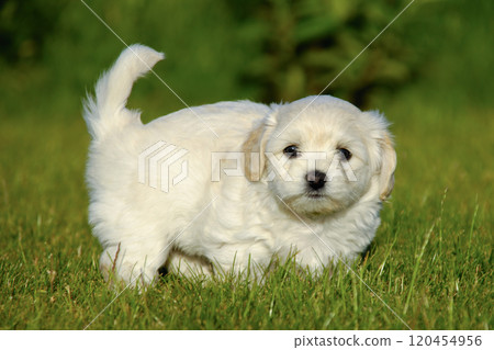 Bichon Havanais puppy dog Bichon Havanais puppy dog 120454956