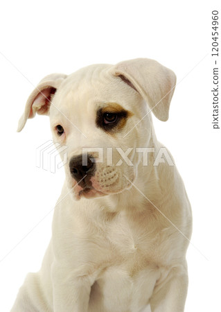 Sad puppy dog Sad puppy dog 120454960