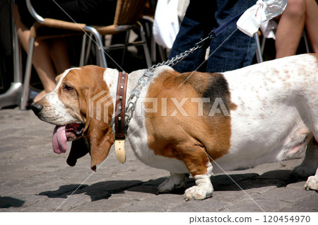 Basset dog Basset dog 120454970