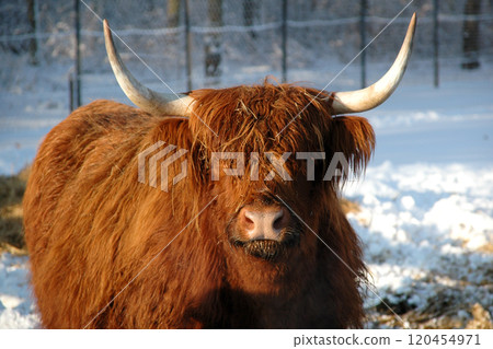 Cow Cow 120454971