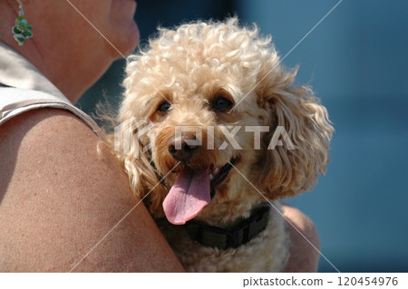 Poodle dog 120454976