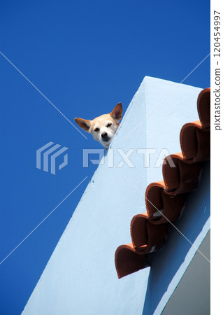 Guard dog Guard dog 120454997