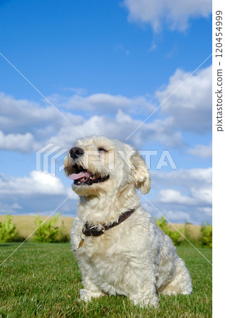 Bichon dog 120454999