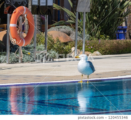 Yellow-legged Gull (Larus michahellis) at the pool at a hotel in Torremolinos, Andalusia, Spain. 120455346