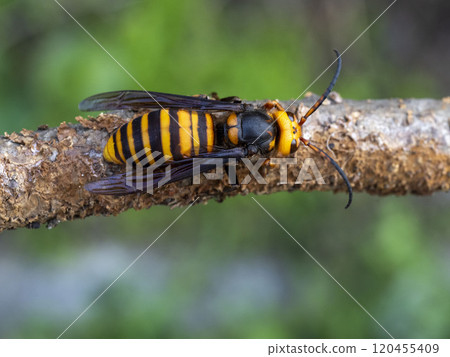 A giant hornet resting on a thin dead tree 120455409