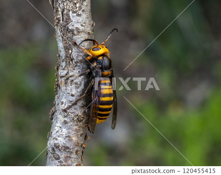 亞洲大黃蜂棲息在一棵稀薄的死樹上 120455415