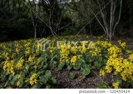 Zwabuki黃色花 120455424