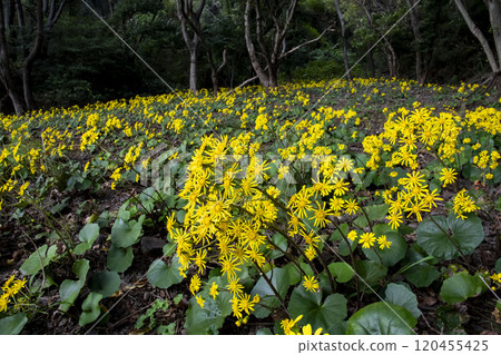Yellow flowers of Zwabuki 120455425