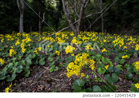 Clusters of Japanese butterbur flowers 120455429