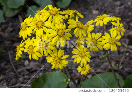 Zwabuki黃色花 120455433