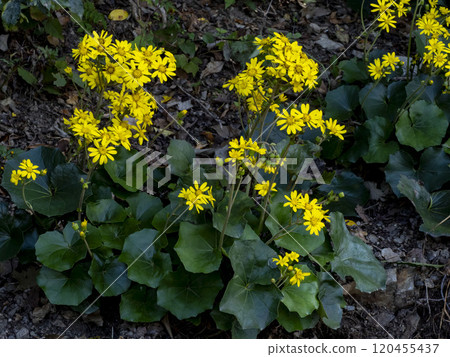 Yellow flowers of Zwabuki 120455437