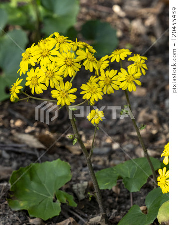 Zwabuki黃色花 120455439