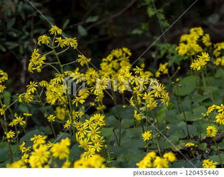 Clusters of Japanese butterbur flowers 120455440
