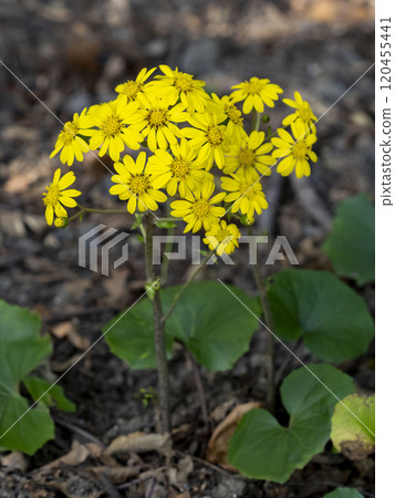 Zwabuki黃色花 120455441