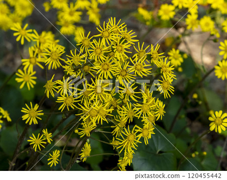 成簇生長的日本麴菌花 120455442